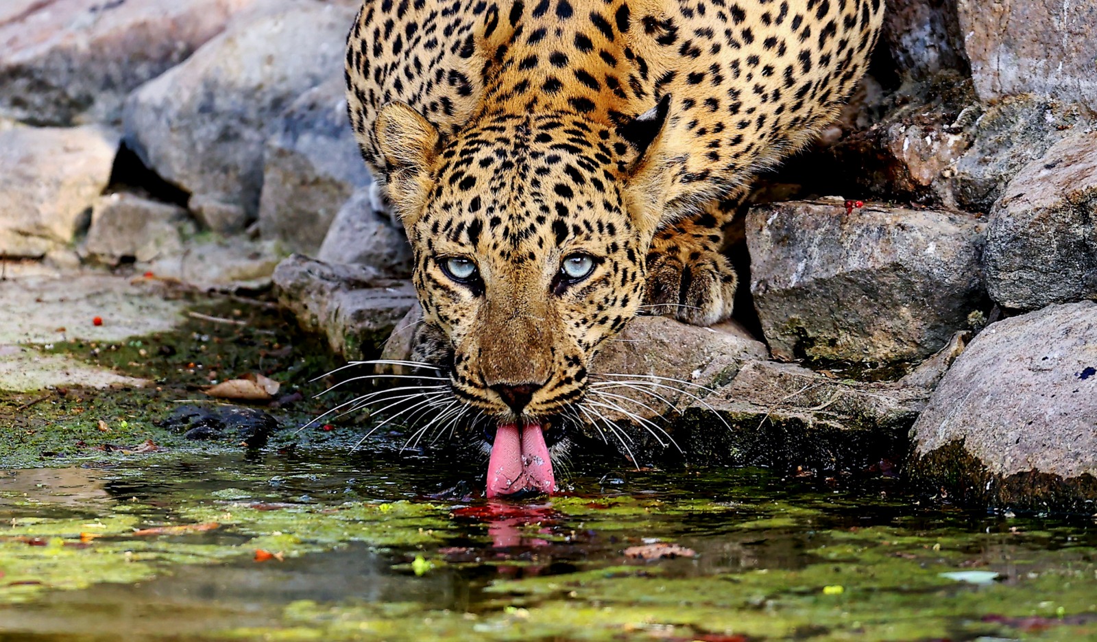 ...और उत्तराखंड में एक और महिला को तेंदुआ ले गया, इस बार नैनीताल में