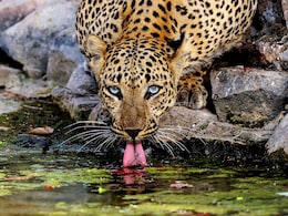 ...और उत्तराखंड में एक और महिला को तेंदुआ ले गया, इस बार नैनीताल में