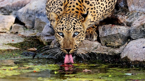 ...और उत्तराखंड में एक और महिला को तेंदुआ ले गया, इस बार नैनीताल में