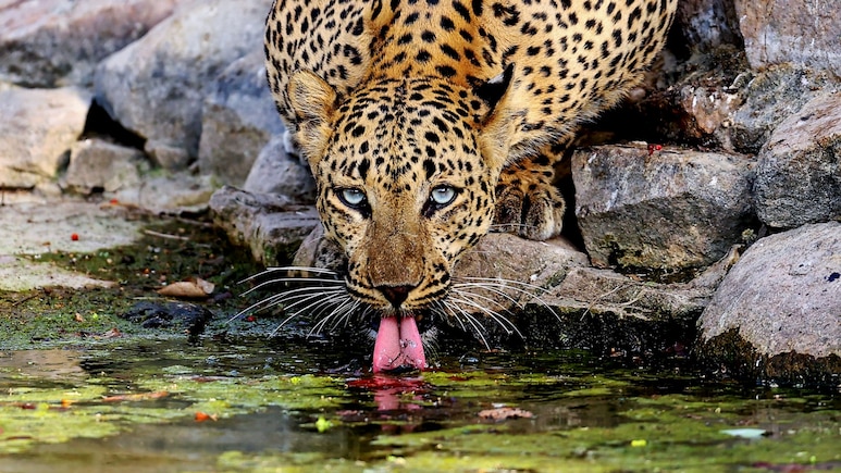 ...और उत्तराखंड में एक और महिला को तेंदुआ ले गया, इस बार नैनीताल में