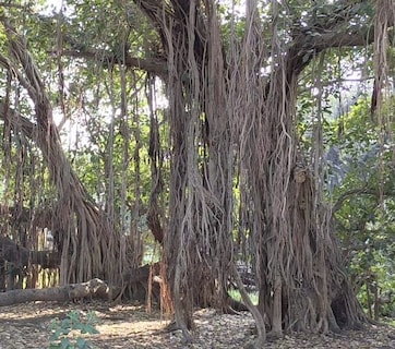 MP का 'वॉकिंग ट्री' ! कभी डकैतों का होता था ठिकाना... अब बना आकर्षक का केंद्र, 2 एकड़ में फैली हैं इसकी शाखाएं