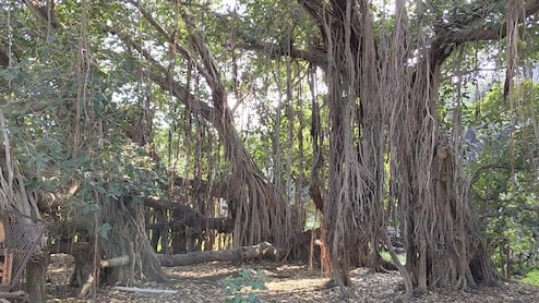 कभी डकैतों का होता था ठिकाना... अब बना आकर्षक का केंद्र, MP का 'वॉकिंग ट्री' ! 2 एकड़ में फैली हैं इसकी शाखाएं