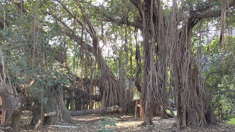 MP का 'वॉकिंग ट्री' ! कभी डकैतों का होता था ठिकाना... अब बना आकर्षक का केंद्र, 2 एकड़ में फैली हैं इसकी शाखाएं