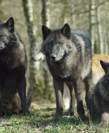 7 Interesting Facts About Wolves