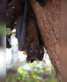 Why Most Bats Hang Upside Down