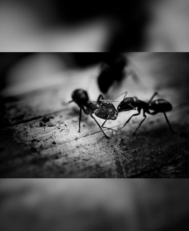 What Is Matricide Among Animals