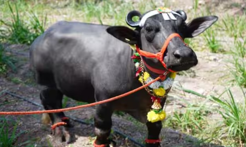 महाराष्ट्र में इस भैंस को देख गिनीज वर्ल्ड रिकॉर्ड भी हैरान, सुनिए..2 फीट की 'राधा' की कहानी