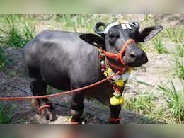 महाराष्ट्र में इस भैंस को देख गिनीज वर्ल्ड रिकॉर्ड भी हैरान, सुनिए..2 फीट की 'राधा' की कहानी