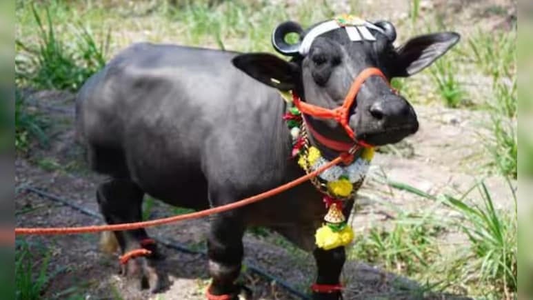 महाराष्ट्र में इस भैंस को देख गिनीज वर्ल्ड रिकॉर्ड भी हैरान, सुनिए..2 फीट की 'राधा' की कहानी