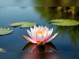 कमल फूल केवल भारत का ही नहीं इन देशों का भी है राष्ट्रीय प्रतिक