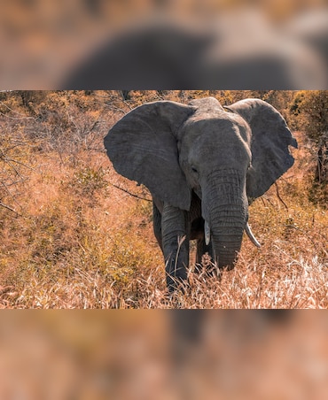 Which Land Animal Has The Biggest Heart