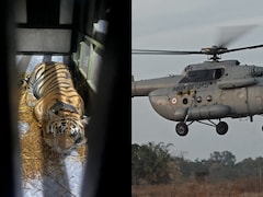 Tigress From Madhya Pradesh Airlifted To Rajasthan To Boost Genetic Diversity