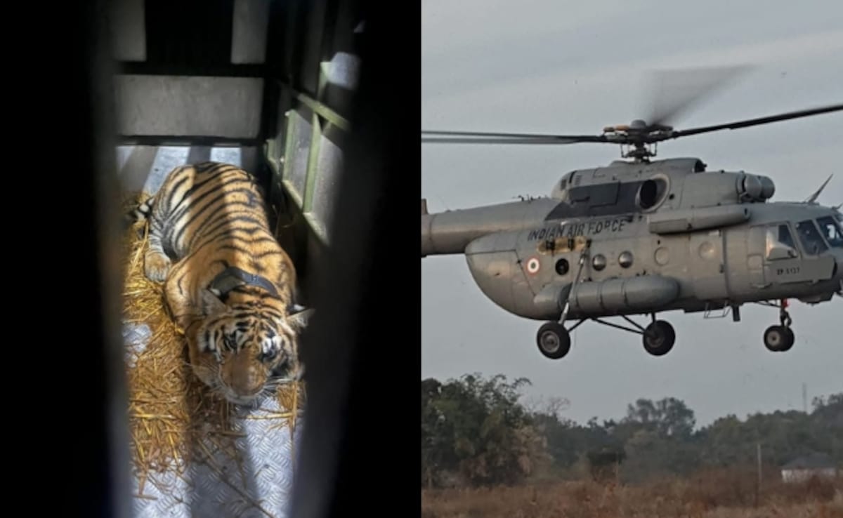 Tigress From Madhya Pradesh Airlifted To Rajasthan To Boost Genetic Diversity