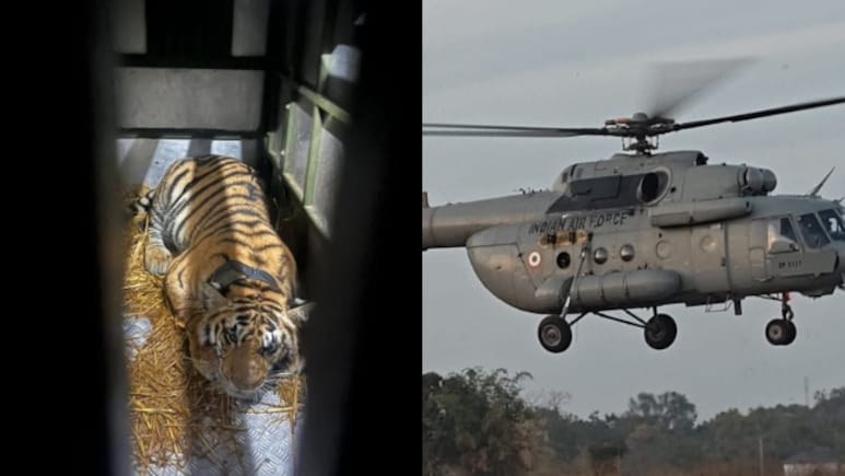 Tigress From Madhya Pradesh Airlifted To Rajasthan To Boost Genetic Diversity