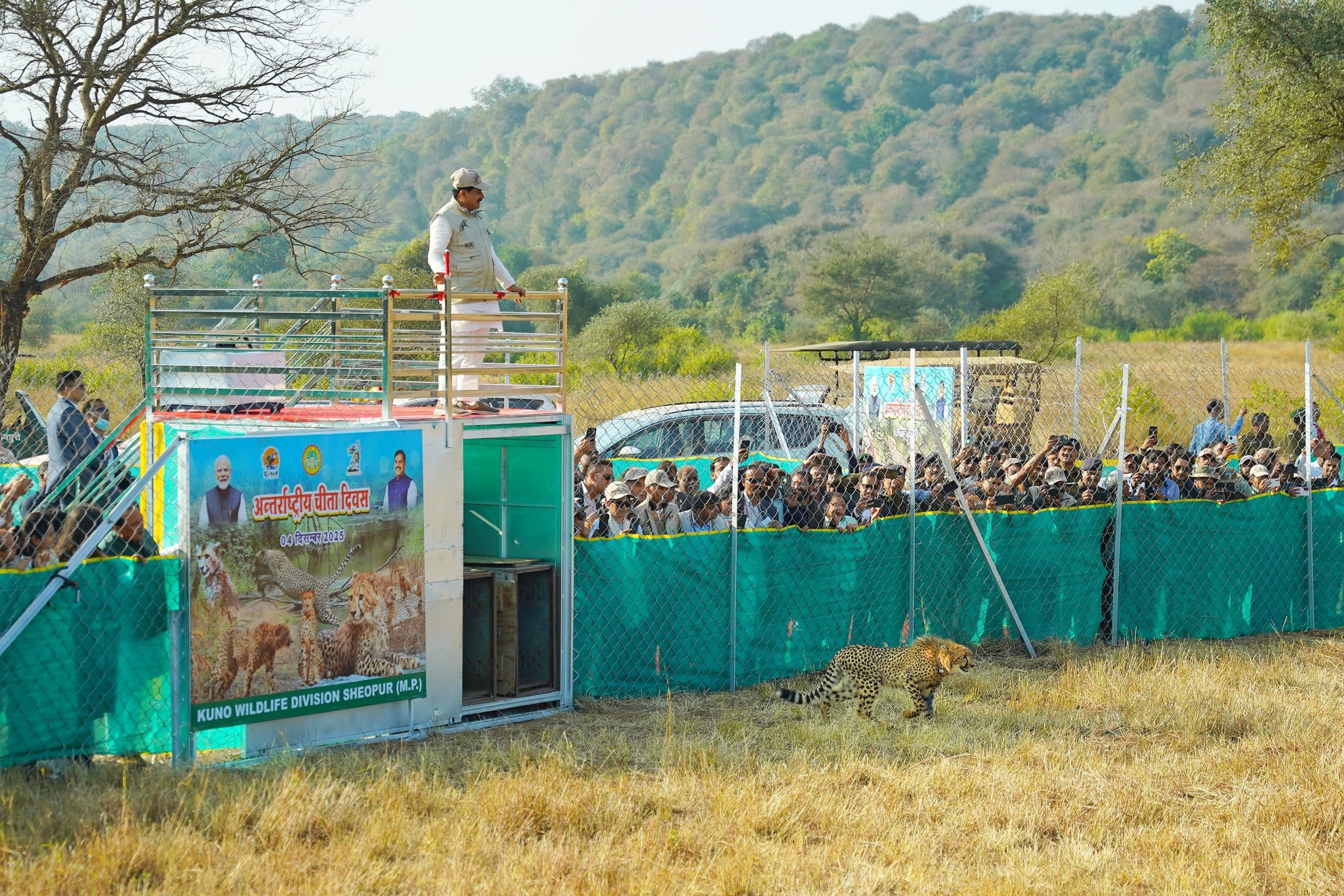 Kuno National Park Cheetah Veera 