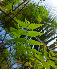 8 Different Uses Of Neem Leaves