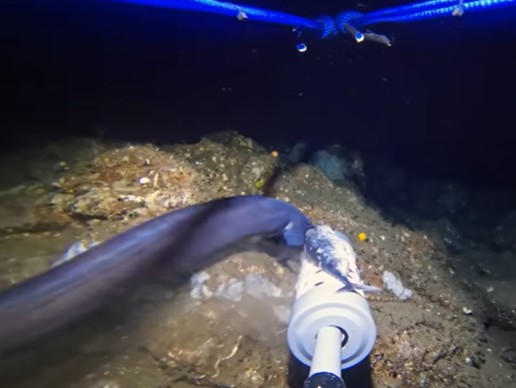 यूट्यूबर ने फेंका गहरे समंदर में कैमरा, रिकॉर्ड हुआ पाताल लोक का ऐसा नज़ारा, जो दुनिया ने कभी नहीं देखा