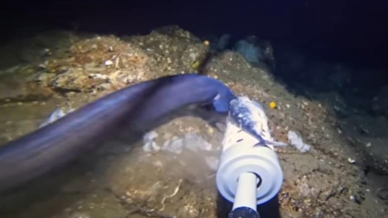 यूट्यूबर ने फेंका गहरे समंदर में कैमरा, रिकॉर्ड हुआ पाताल लोक का ऐसा नज़ारा, जो दुनिया ने कभी नहीं देखा