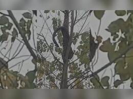 जंगल से निकलकर गांव में पहुंचा गुलदार पेड़ पर लटका, वन विभाग ने फिर ऐसे किया रेस्क्यू