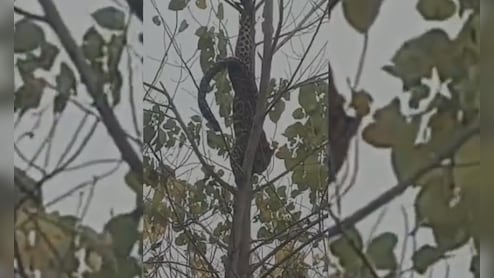 जंगल से निकलकर गांव में पहुंचा गुलदार पेड़ पर लटका, वन विभाग ने फिर ऐसे किया रेस्क्यू