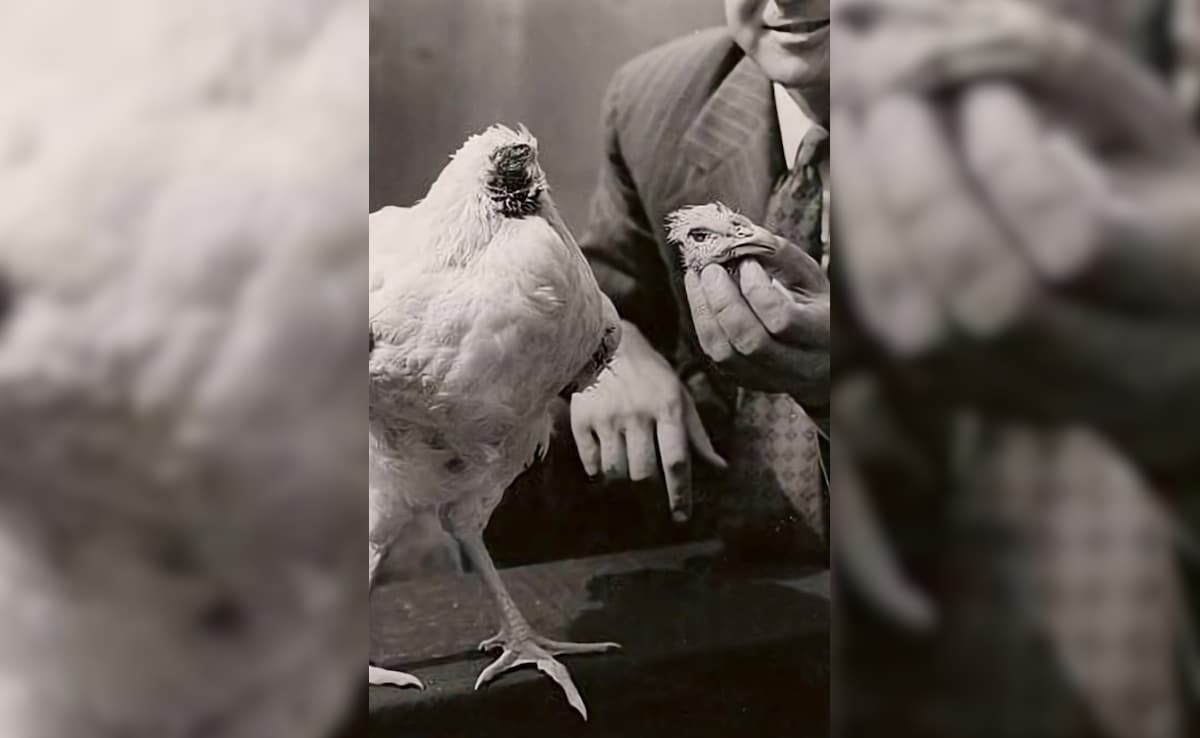 Latest and Breaking News on NDTV