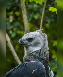Meet The World's Most Powerful Eagle