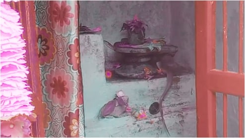 Snake Video: शिवलिंग से तीन घंटे लिपटे रहे नागदेवता, नजारा देख लोग हैरान, रायसेन के गांव में उमड़ा श्रद्धा का सैलाब