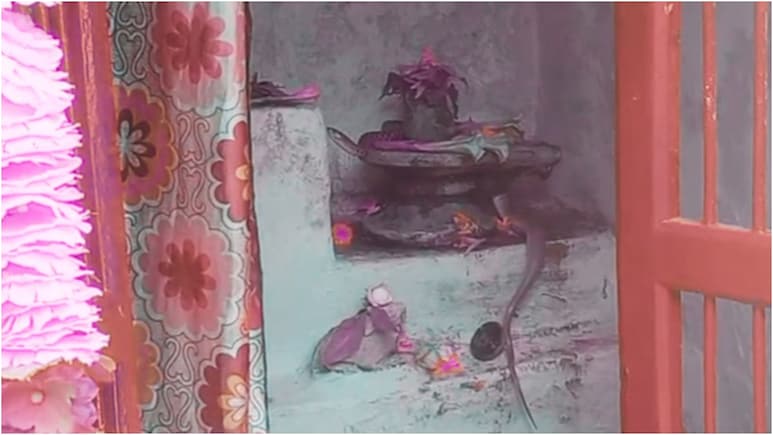 Snake Video: शिवलिंग से तीन घंटे लिपटे रहे नागदेवता, नजारा देख लोग हैरान, रायसेन के गांव में उमड़ा श्रद्धा का सैलाब