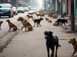 आवारा कुत्तों की गिनती को लेकर दिल्ली सरकार ने जारी किया स्पष्टीकरण, कहा- हम शिक्षकों का सम्मान करते हैं