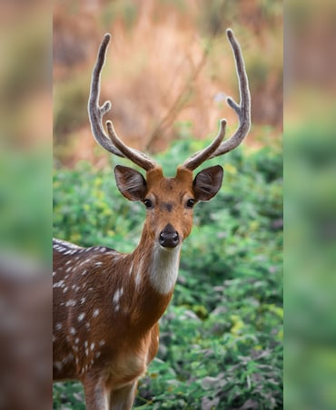 Why Deer Regrow Their Antlers Every Year