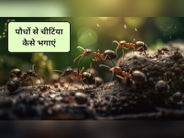 पौधों की मिट्टी में हो गई चींटियां, पौधे को बिना नुकसान पहुंचाए ऐसे पाएं छुटकारा