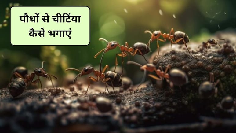 पौधों की मिट्टी में हो गई चींटियां, पौधे को बिना नुकसान पहुंचाए ऐसे पाएं छुटकारा