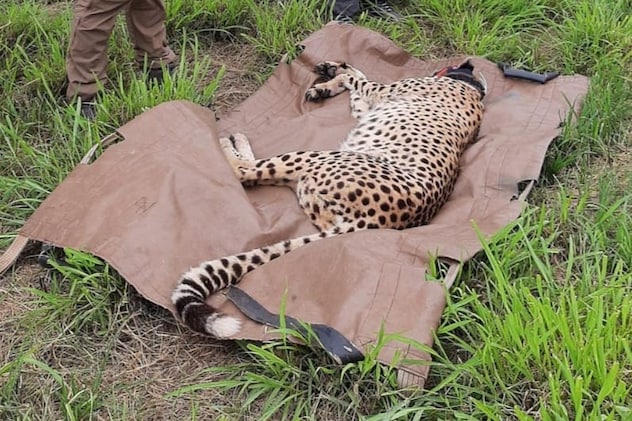 Cheetah Cub Death in Kuno National Park MP