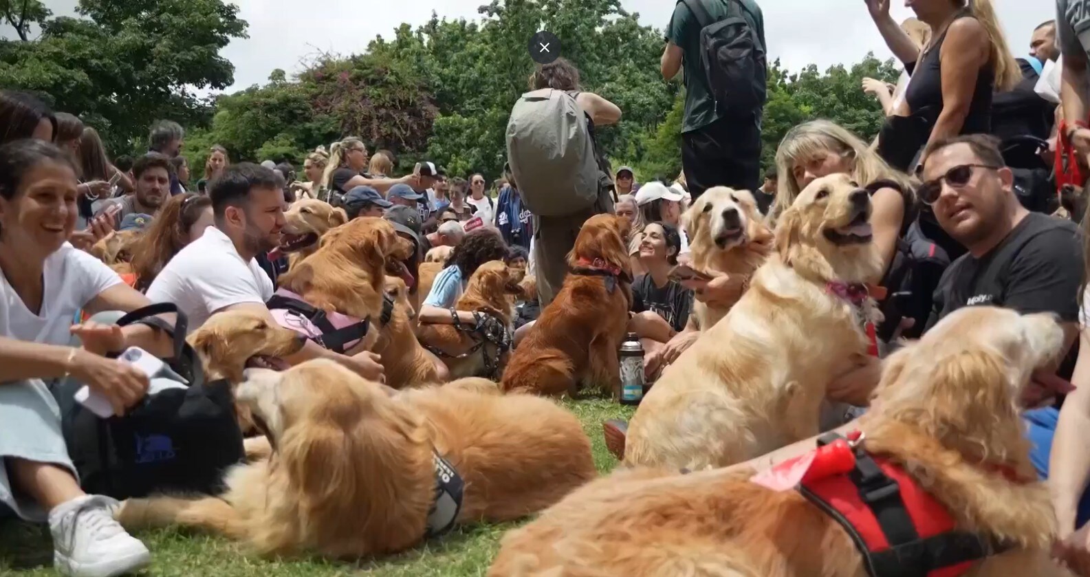 Record-Breaking Golden Retriever Gathering: 2,397 Dogs Create History in Argentina