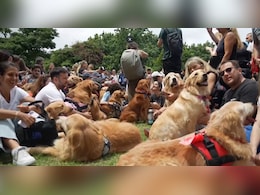 Symphony Of Woofs: Argentina Hosts Golden Retriever Meet With 2,397 Dogs