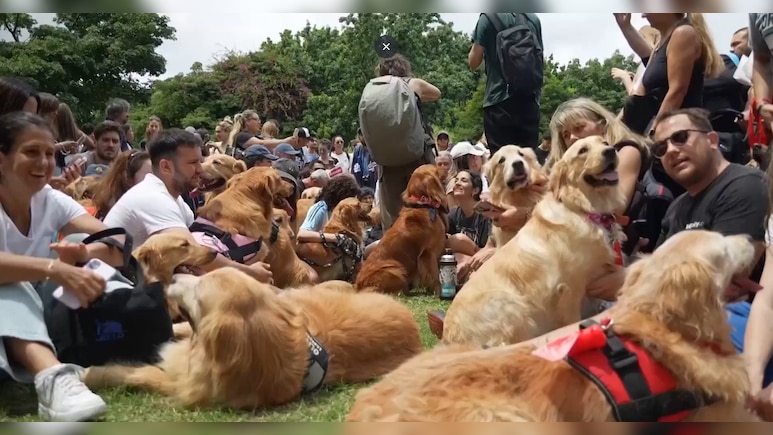 Symphony Of Woofs: Argentina Hosts Golden Retriever Meet With 2,397 Dogs