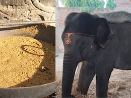 जयपुर में हाथ&zwj;ियों को ख&zwj;िलाई जाती है बाजरे की ख&zwj;िचड़ी और च्यवनप्राश, सर्द&zwj;ियों में नूरानी तेल से माल&zwj;िश