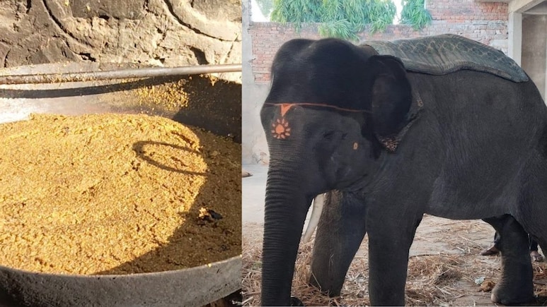 जयपुर में हाथ&zwj;ियों को ख&zwj;िलाई जाती है बाजरे की ख&zwj;िचड़ी और च्यवनप्राश, सर्द&zwj;ियों में नूरानी तेल से माल&zwj;िश