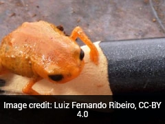 Scientists Discover New Species Of Tiny Pumpkin Toadlet In Brazilian Forest