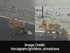 Watch: Rare Red Fox Spotted Near Pangong Tso In Ladakh, Tourists Left 'Speechless'