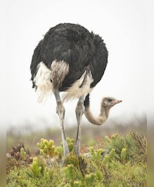Interesting Facts About Flightless Birds