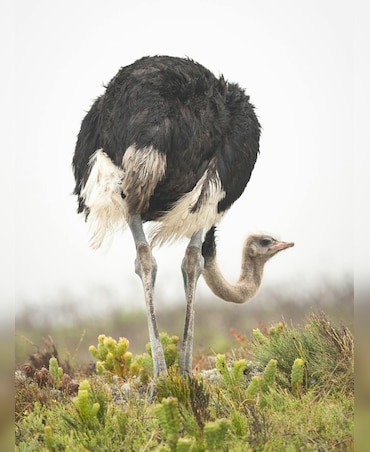 Interesting Facts About Flightless Birds