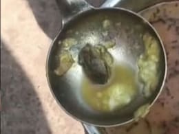 Dead Frog Found In Mid-Day Meal In Madhya Pradesh School