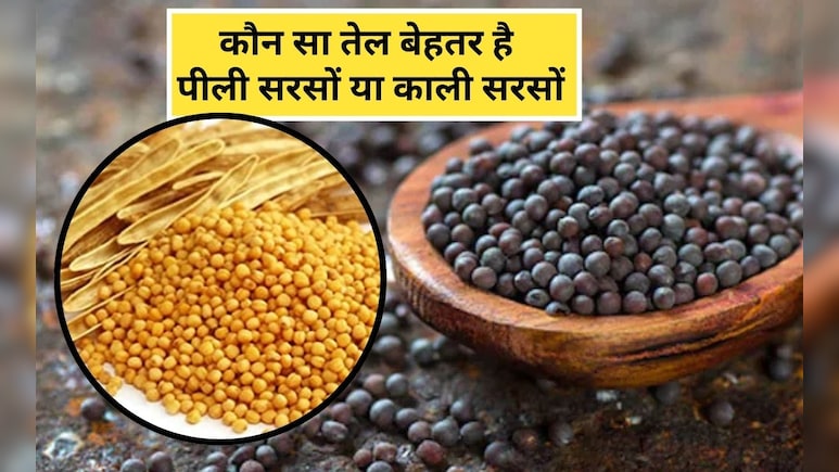 काली सरसों के फायदे क्या हैं? काली सरसों और पीली सरसों में से कौन सा बेहतर है, जान&zwj;िए यहां