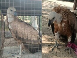 जालोर में मिला दुर्लभ हिमालयन ग्रिफ़ॉन गिद्ध, उड़ान नहीं भरने के बाद वन विभाग ने किया रेस्क्यू