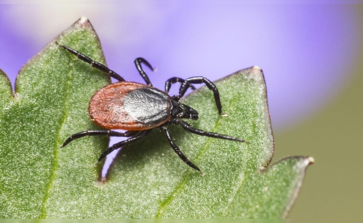 Latest and Breaking News on NDTV