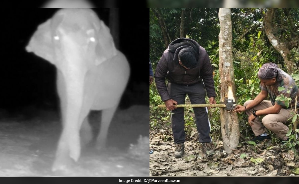 Wild Elephant Rips Off Camera After Spotting It, Forest Officer Shares Video