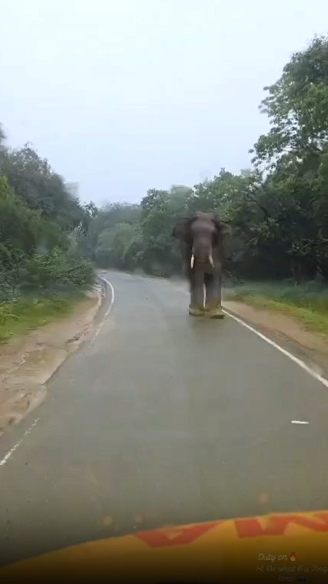 Video: Elephant Charges At Ambulance Carrying Injured Worker In Kerala