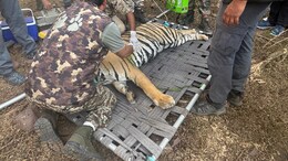 वन विभाग के पकड़ में आई बाघिन कनकटी, &nbsp;2 दिनों की दहशत के बाद मिली राहत की सांस