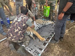 वन विभाग के पकड़ में आई बाघिन कनकटी,  2 दिनों की दहशत के बाद मिली राहत की सांस